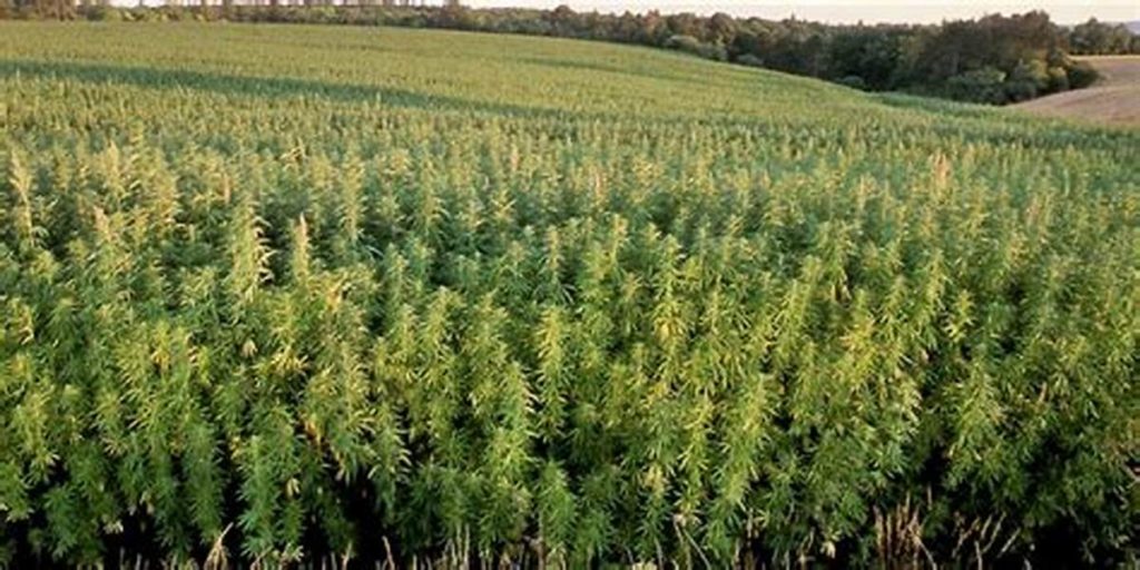 Hemp field.