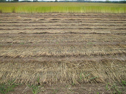 Plantes cultivées et rouissant sur le sol.