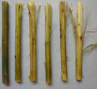 Effects of enzymes on the retting, the more enzymes we use the better is the retting!